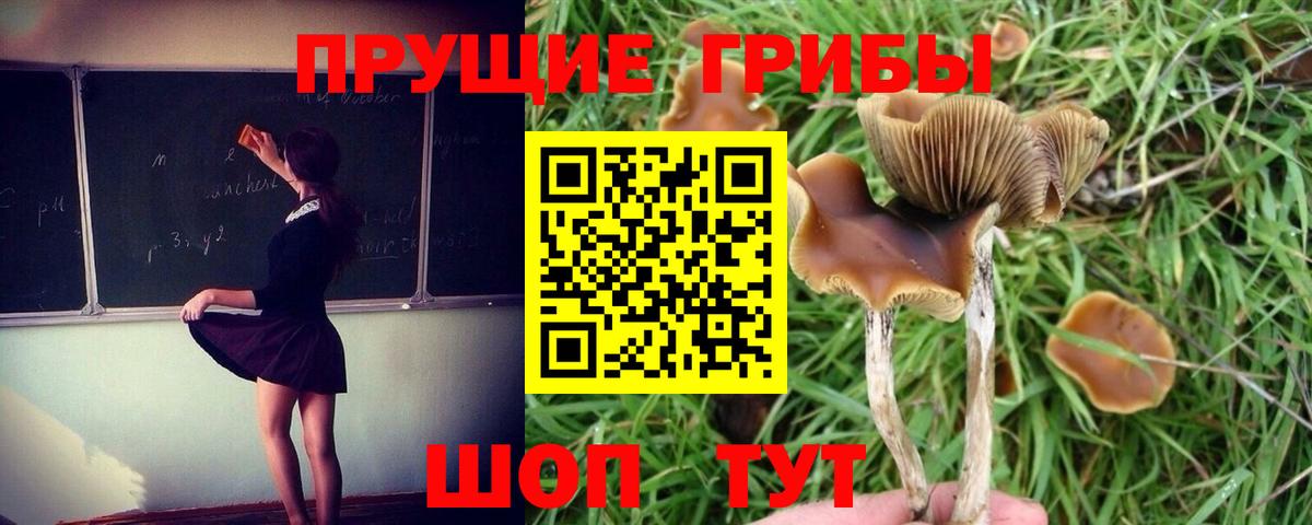 Псилоцибиновые грибы Psilocybine cubensis  Вход с VPN  Сердобск 